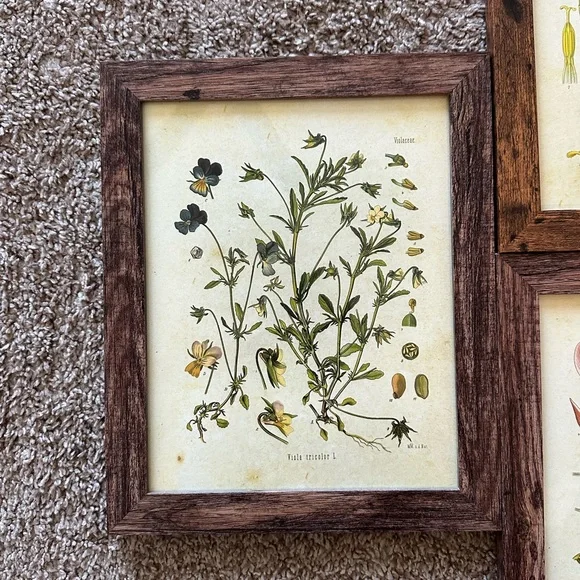 Framed Floral Print Set - Picture 3 of 5